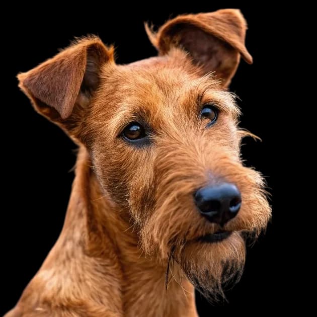 Irish Terrier photo 1
