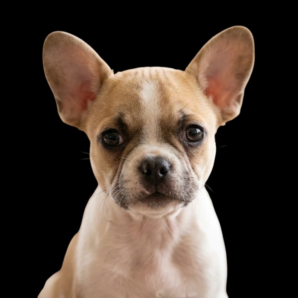 A French Bullhuahua dog