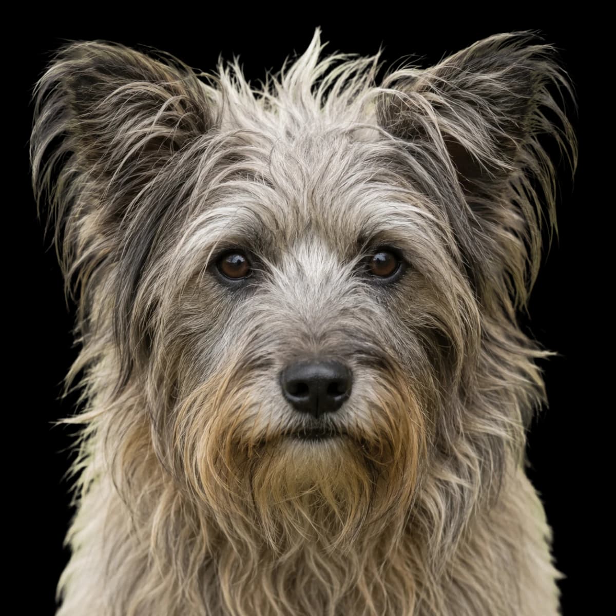 A headshot photo of a Pyrenean Shepherd