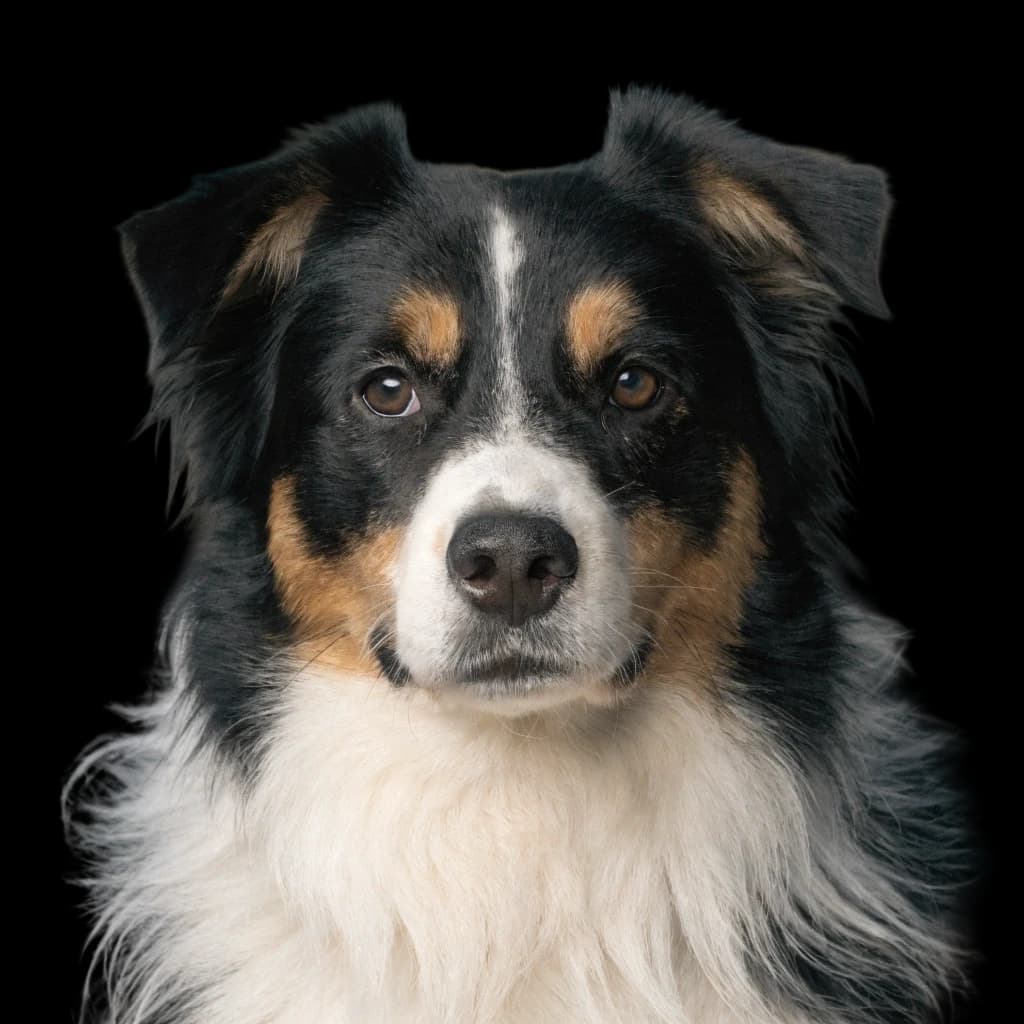 Miniature American Shepherd photo 1