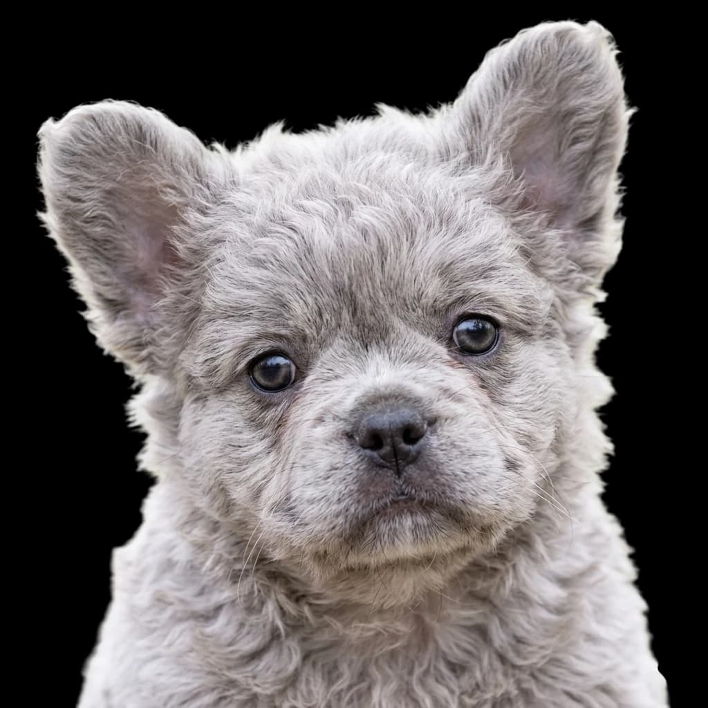 A Floodle cross of a French Bulldog with a Poodle