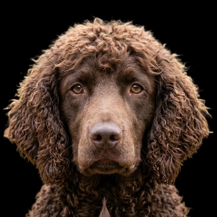 A headshot photo of an Irish Water Spaniel