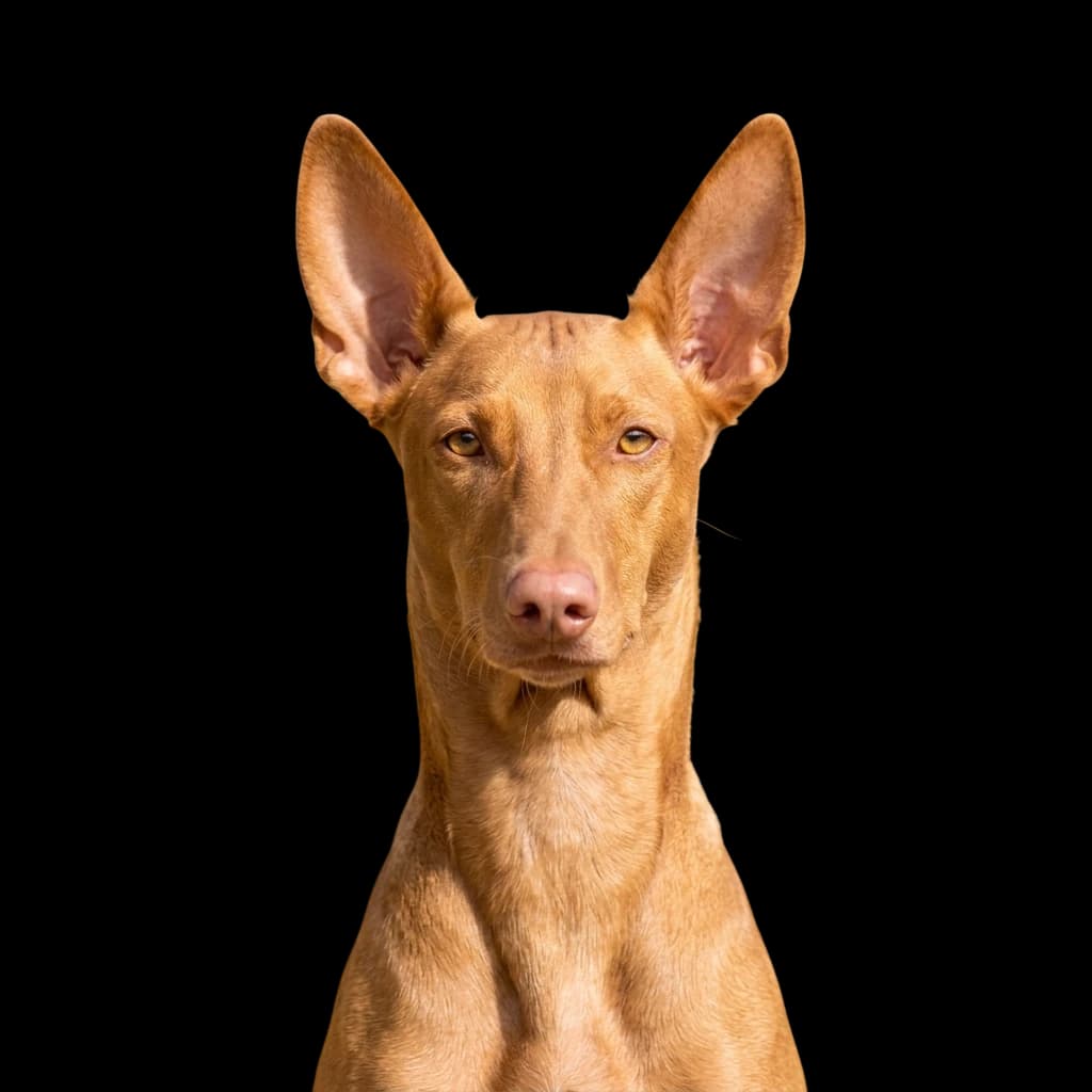 A headshot photo of a Pharaoh Hound dog