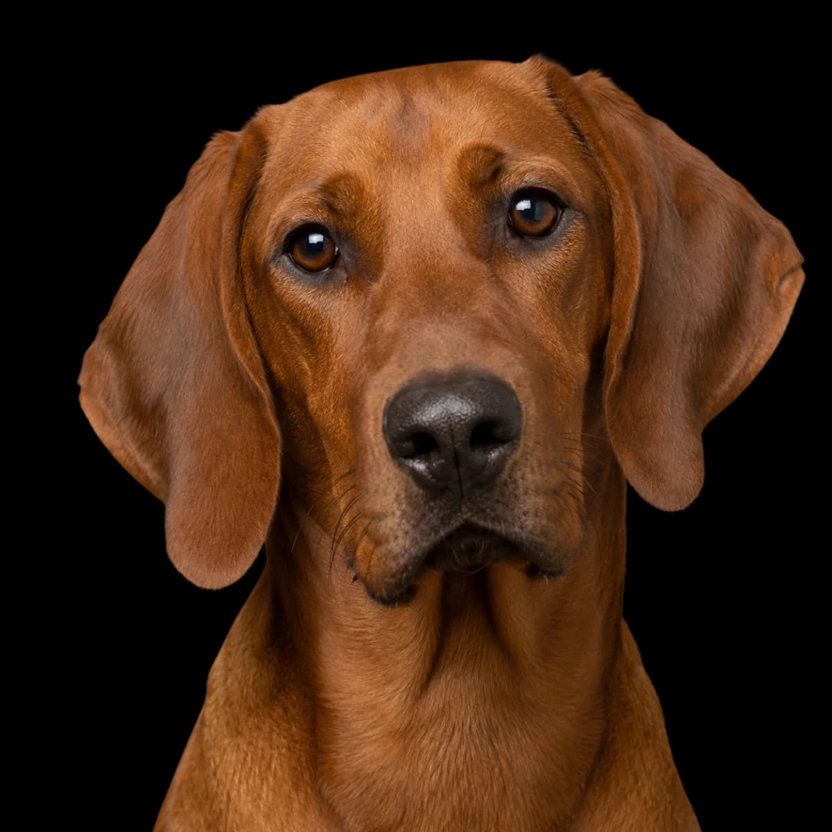 A headshot photo of a Redbone Coonhound dog