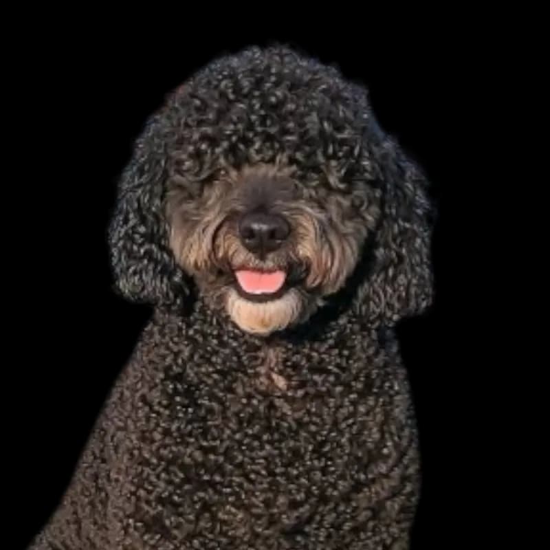 Barbet photo 1
