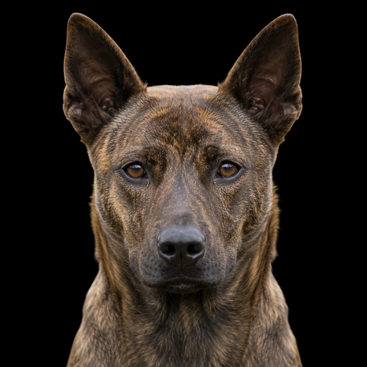 A headshot photo of a Taiwan Dog