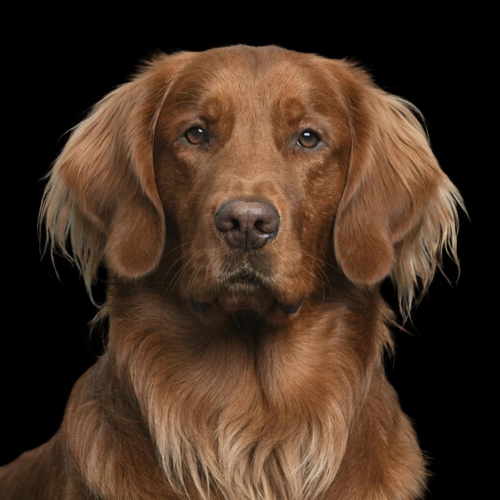 A photo of a red field golden retriever