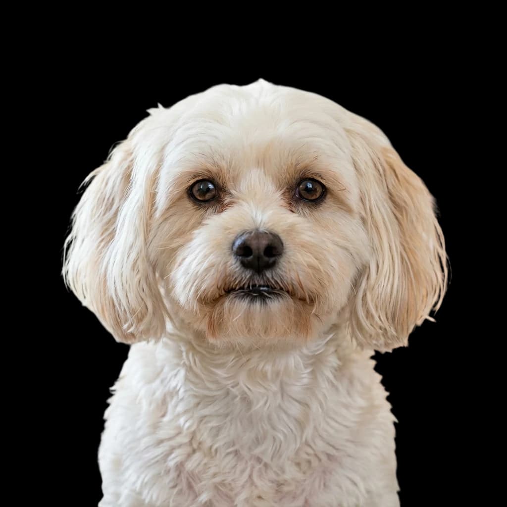 A headshot photo of a Maltese Shih Tzu/ Malshi mixed dog