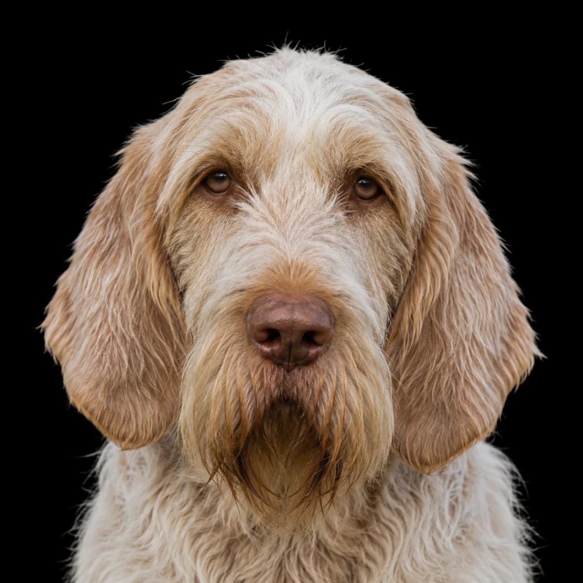 A headshot photo of a Spinone Italiano