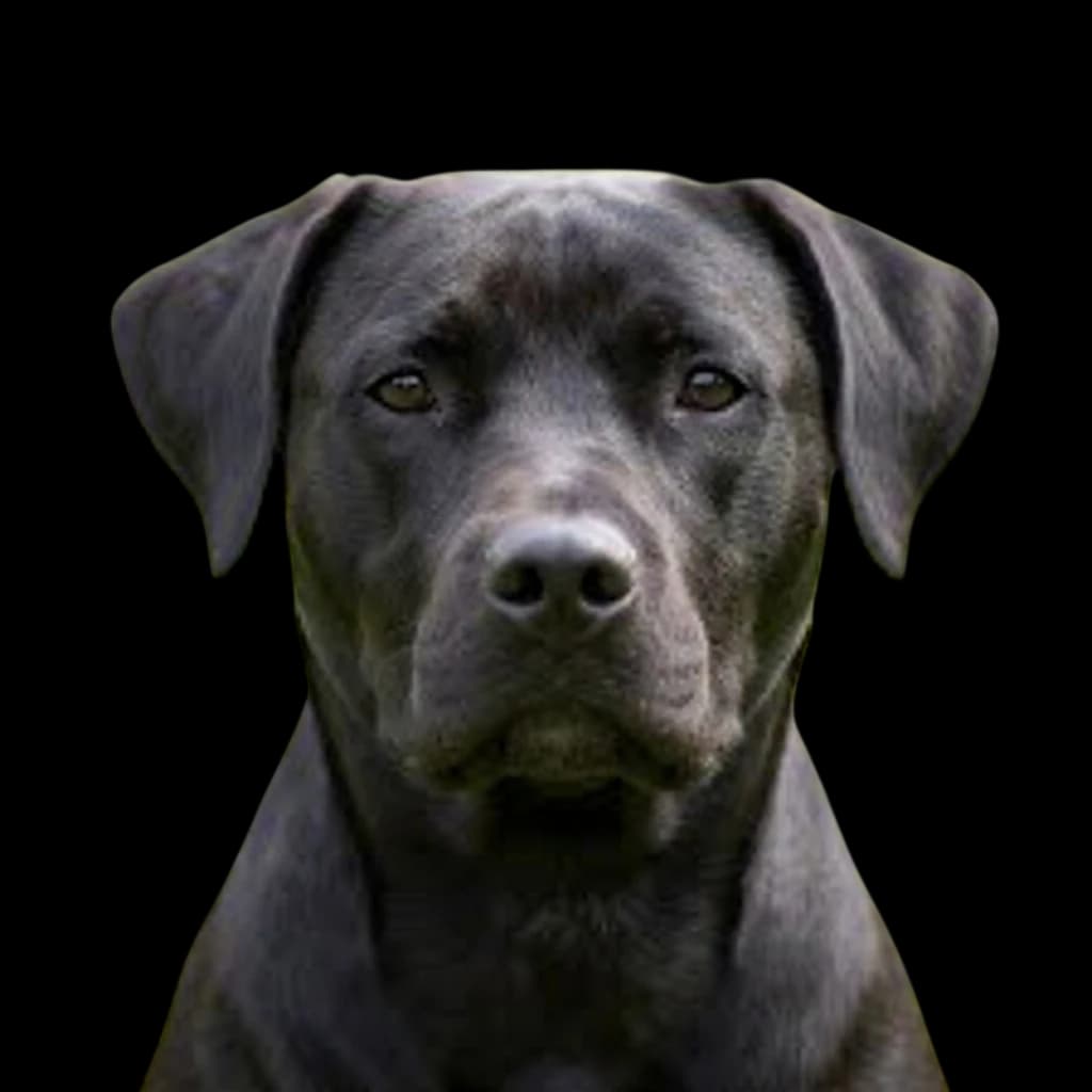 Labrastaff photo 1