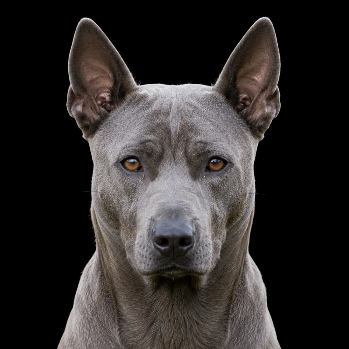 A headshot photo of a Thai Ridgeback