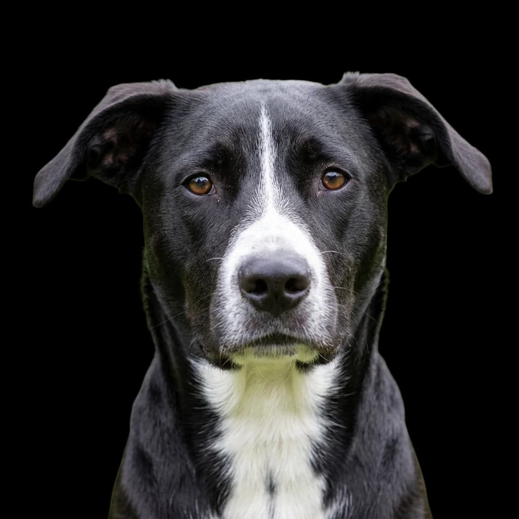 A headshot photo of a Borador dog