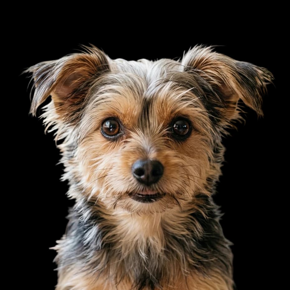 A headshot of a Chorkie mix between a Chihuahua and a Yorkshire Terrier