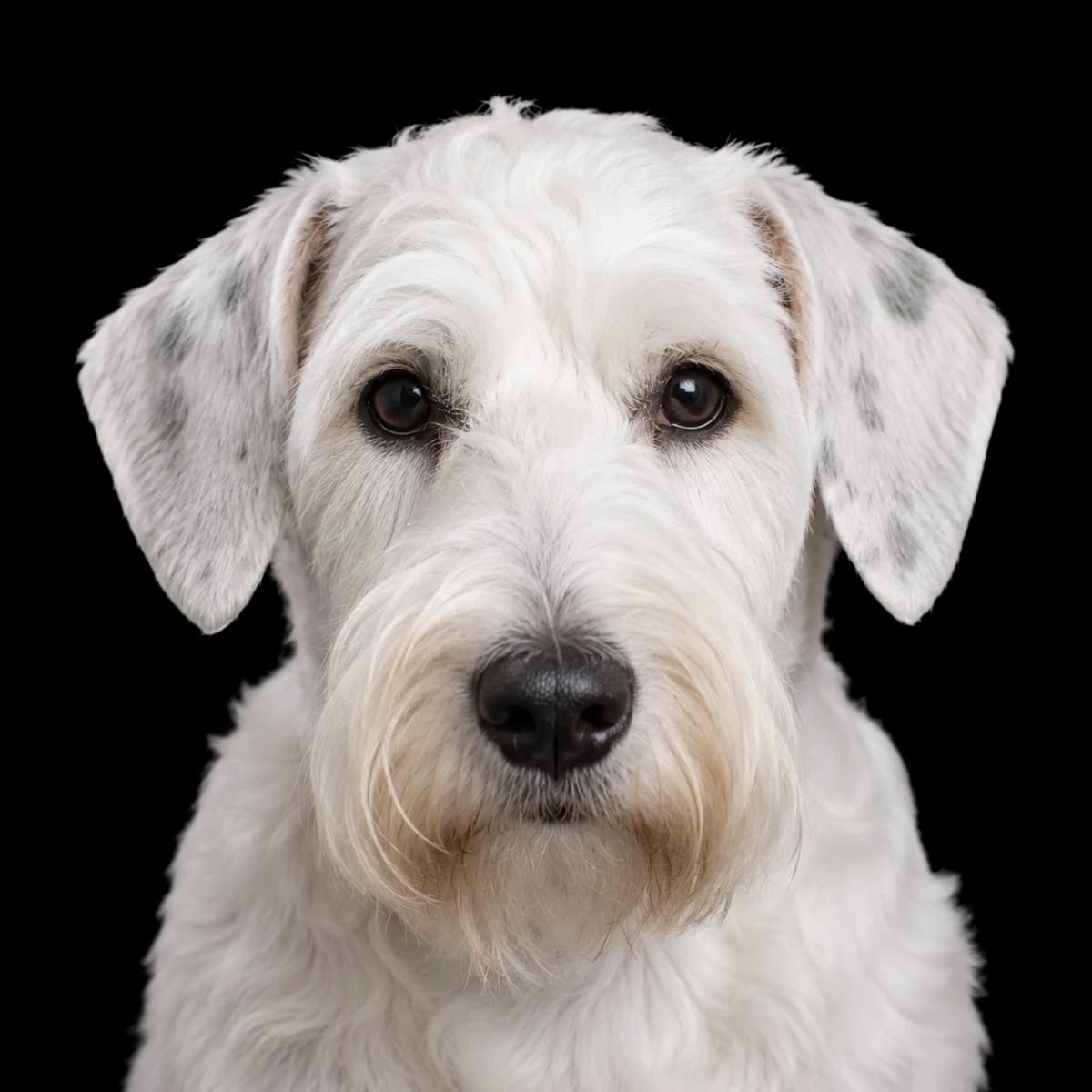 A headshot photo of a Sealyham Terrier