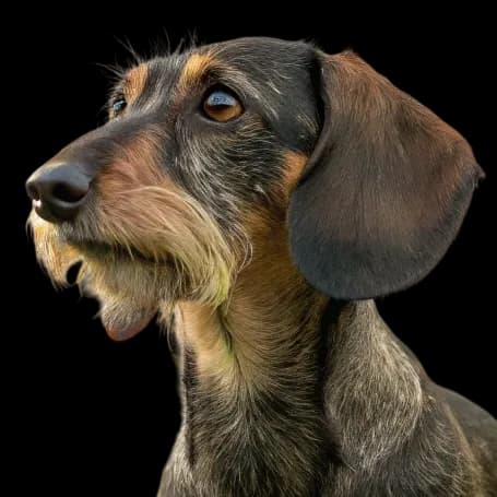 Wirehaired Dachshund photo 1