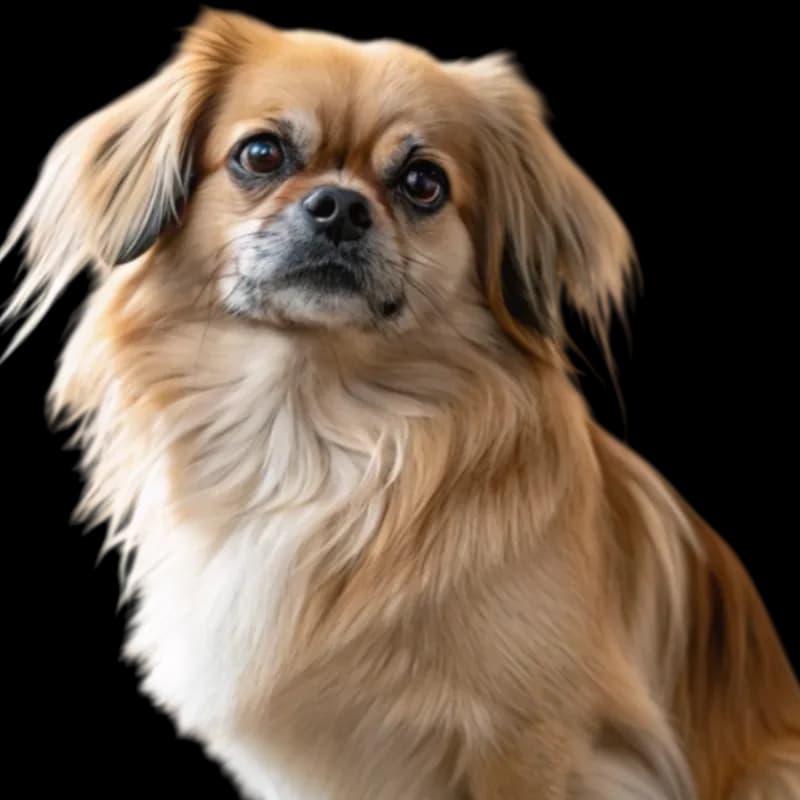 Tibetan Spaniel photo 1