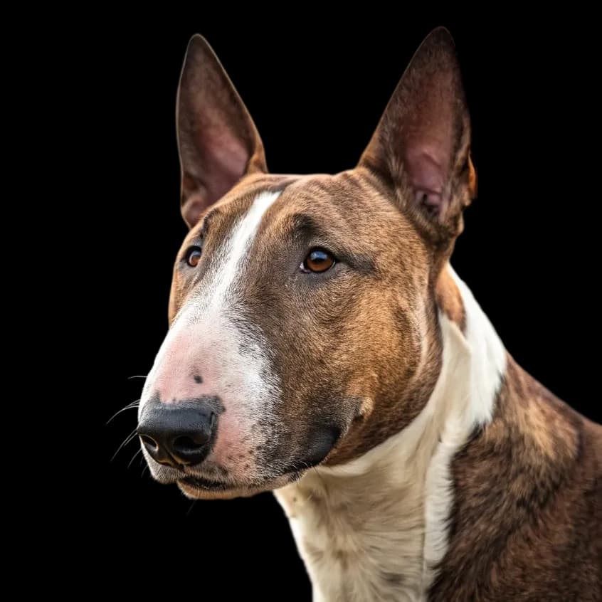 Bull Terrier photo 1