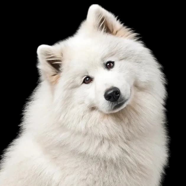 Samoyed photo 1
