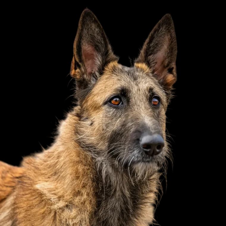 A headshot photo of a Belgian Laekenois dog
