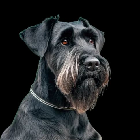 A headshot photo of a Giant Schnauzer dog