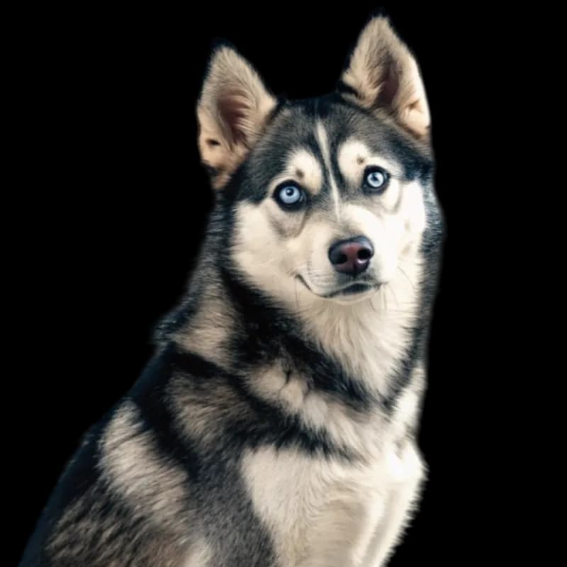 A headshot of an Alaskan Klee Kai dog with piercing blue eyes