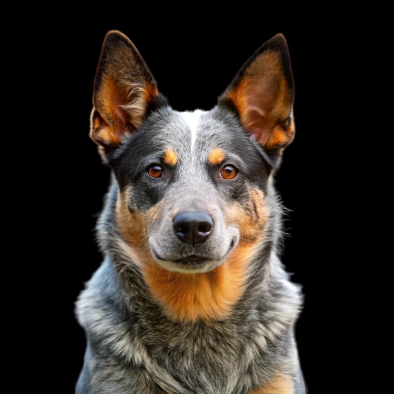 Australian Cattle Dog photo 1