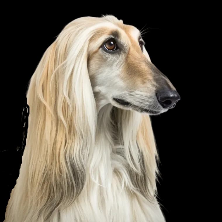 A headshot of an Afghan Hound dog