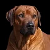 A headshot of a Rhodesian Ridgeback headshot photo