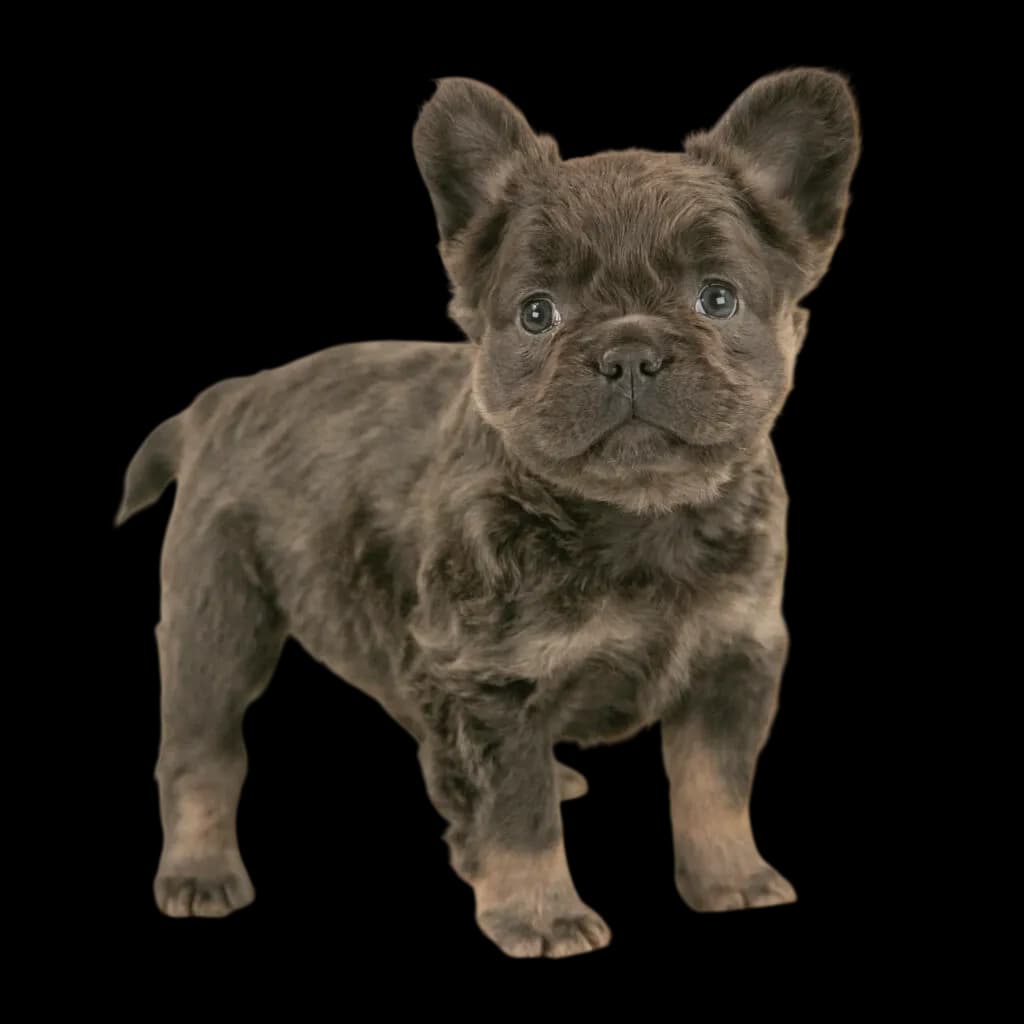 A photo of an adorable fluffy frenchie with dark fur