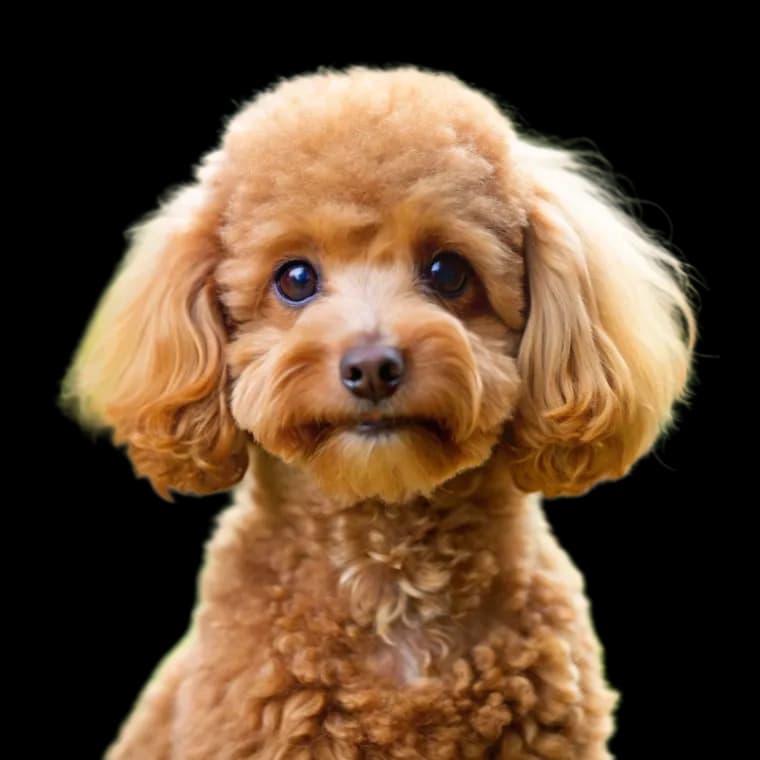 A headshot photo of a toy poodle