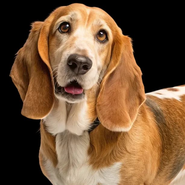 A headshot of a Basset Retriever dog with golden and white fur