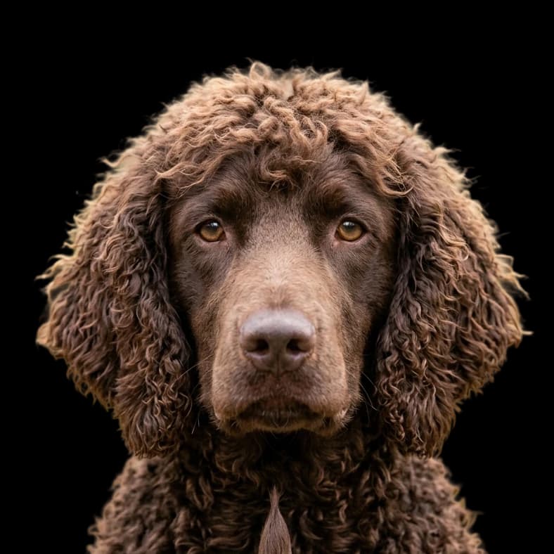 Irish Water Spaniel photo 1
