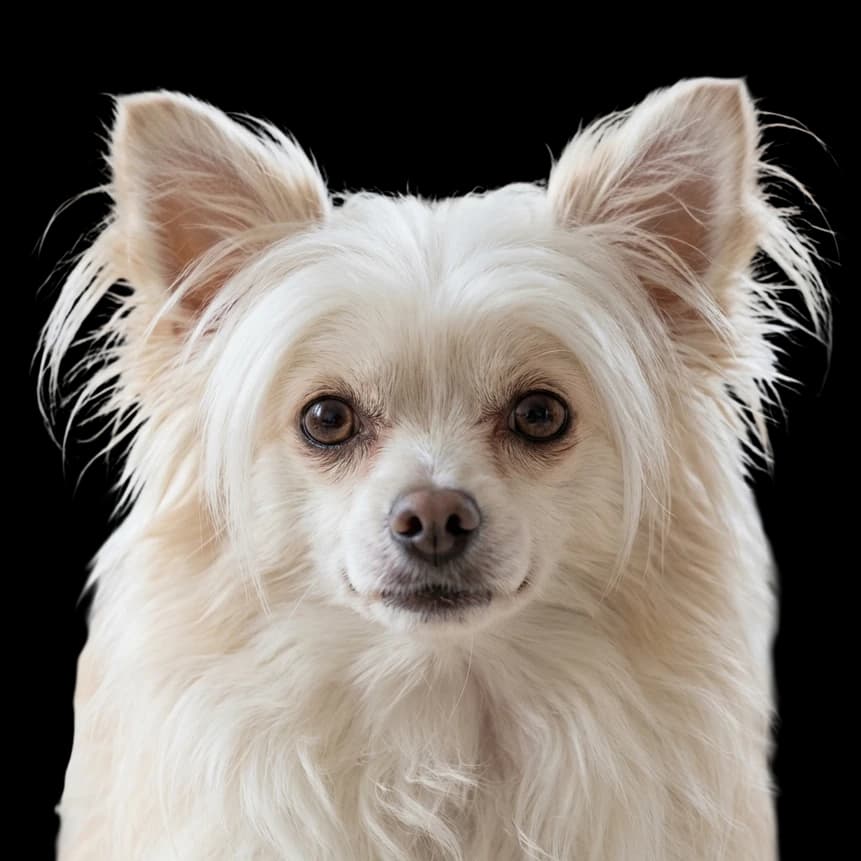 A headshot of a Chi Chi (a cross of a Chinese Crested with a Chihuahua)