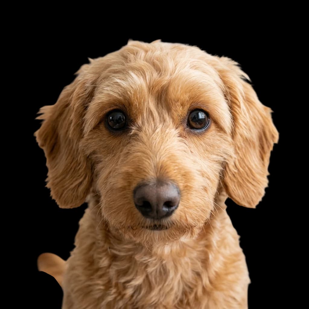 A headshot of a Dachshund-Poodle mix