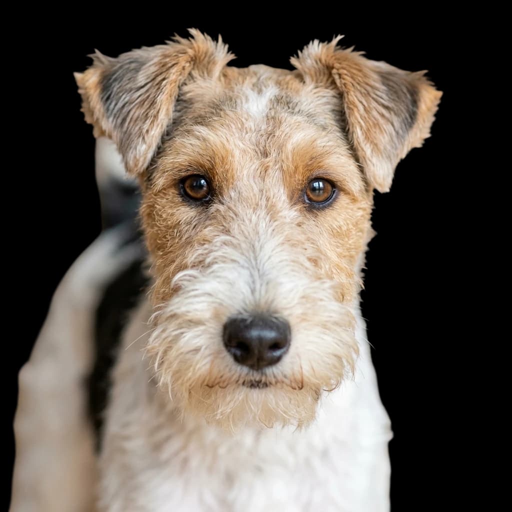 Fox Terrier photo 1