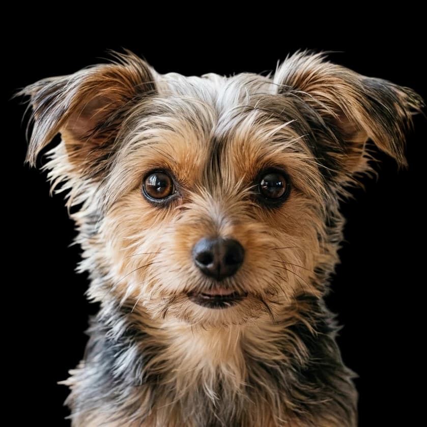 Chorkie photo 1
