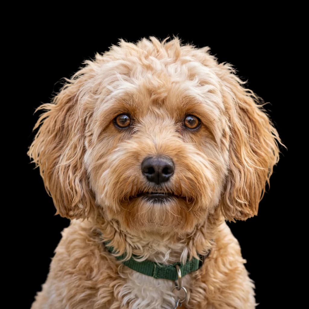 Lhasapoo photo 1