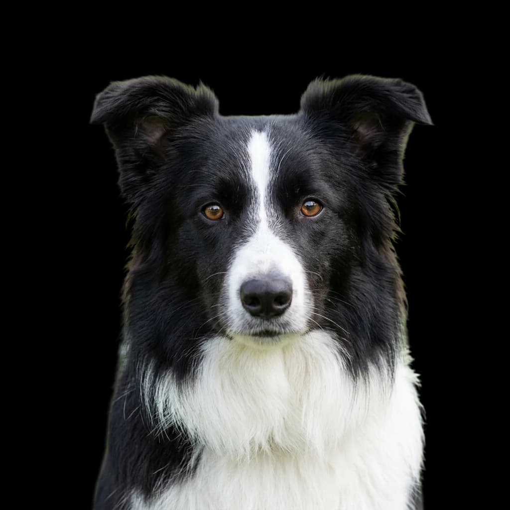 Border Sheepdog photo 1