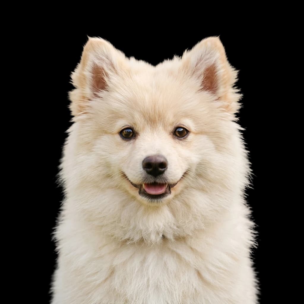 German Spitz photo 1