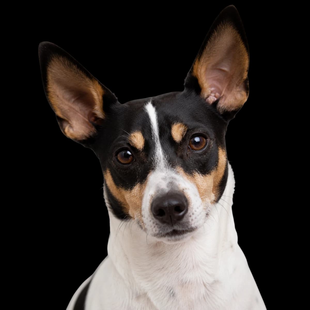 A headshot photo of a Rat Terrier dog