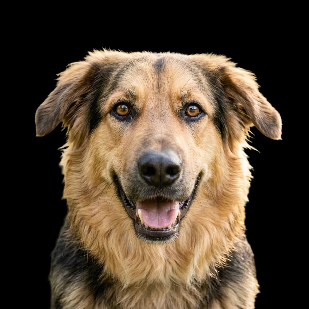 Golden Shepherd photo 1