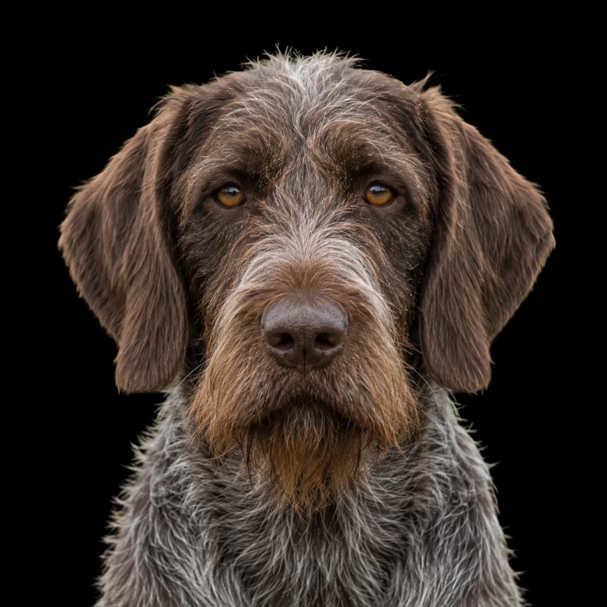 A headshot photo of a Wirehaired Pointing Griffon