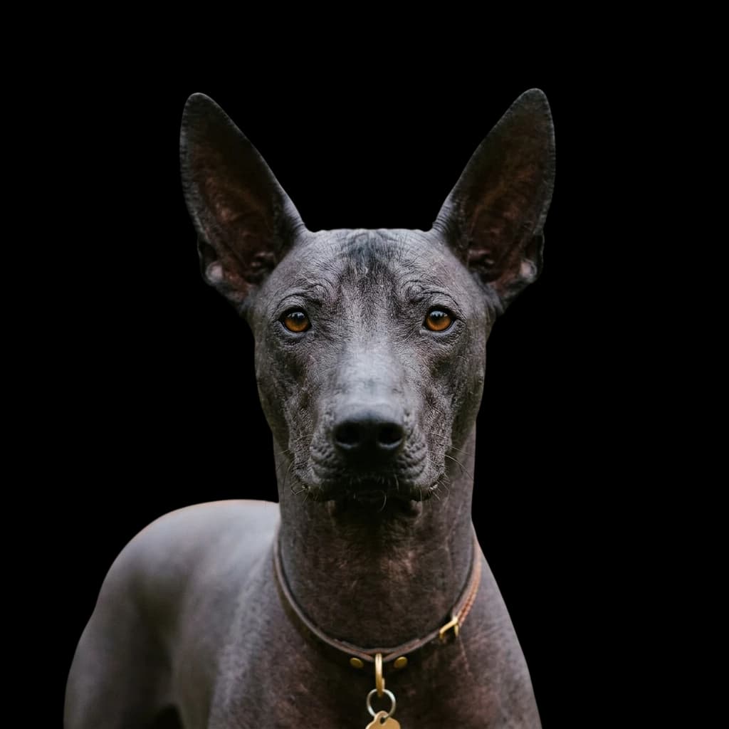 A headshot photo of a Xoloitzcuintli