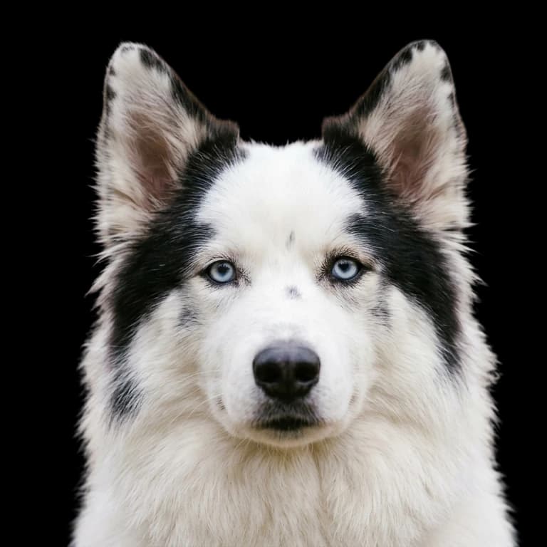 Yakutian Laika photo 1
