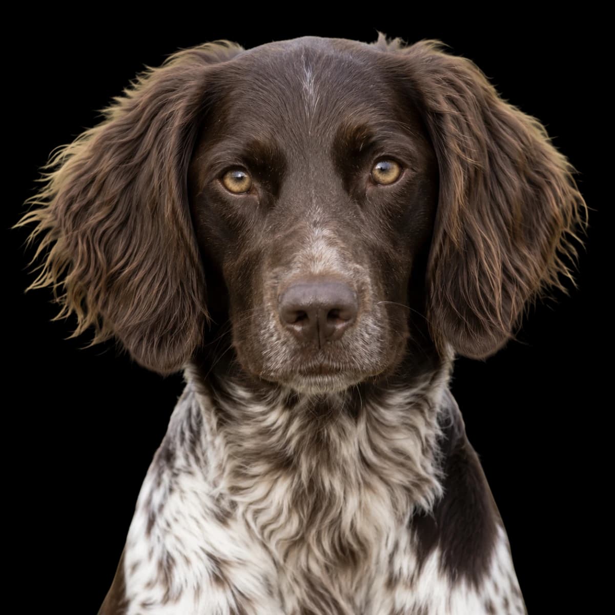 A headshot photo of a Small Munsterlander Pointer