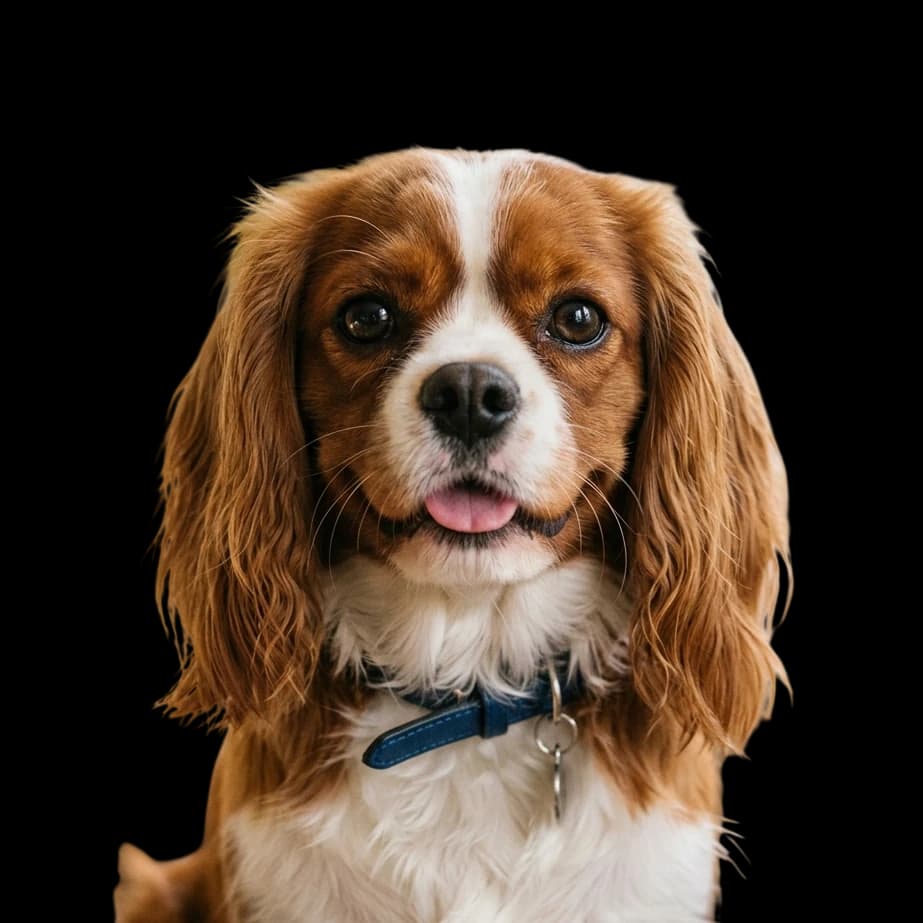 A headshot photo of a Cavalier