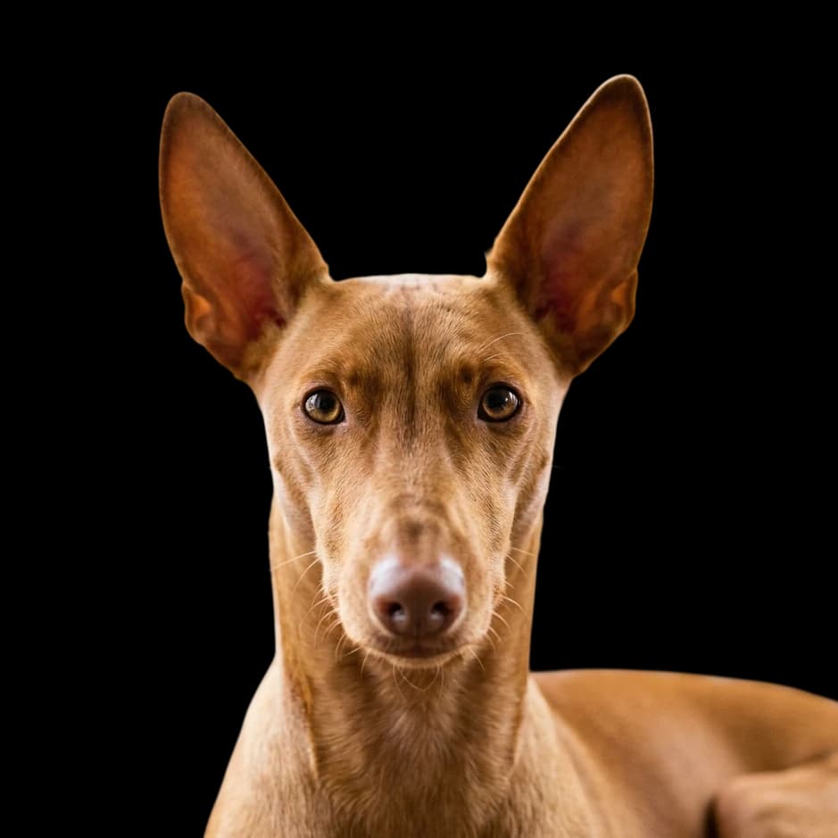 A headshot of a Cirneco dell’Etna dog