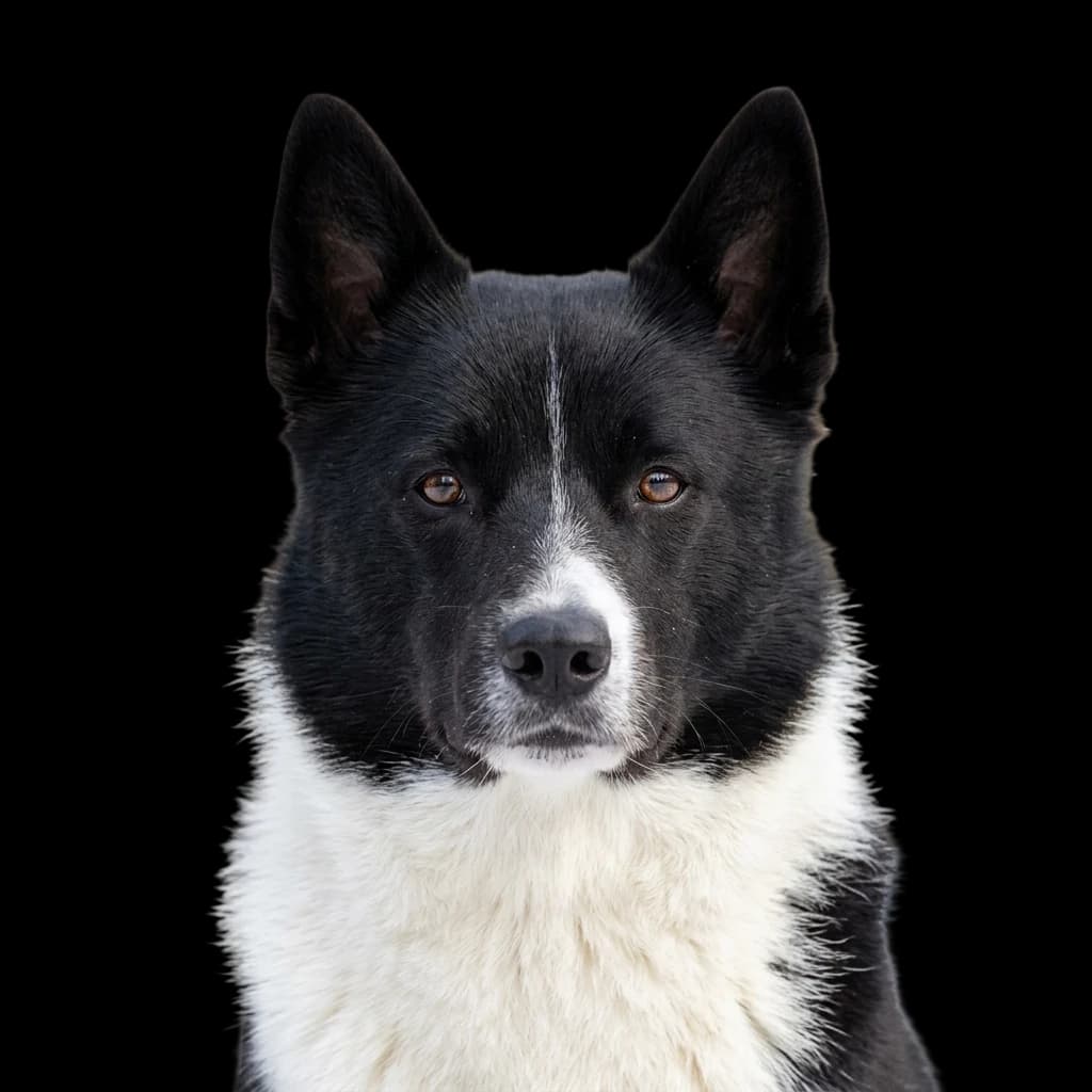 Karelian Bear Dog photo 1