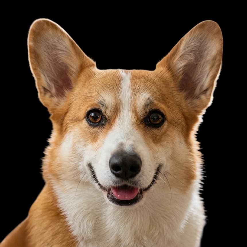 A headshot of a Corgi dog