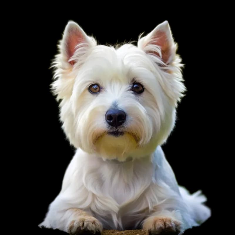 West Highland White Terrier photo 1